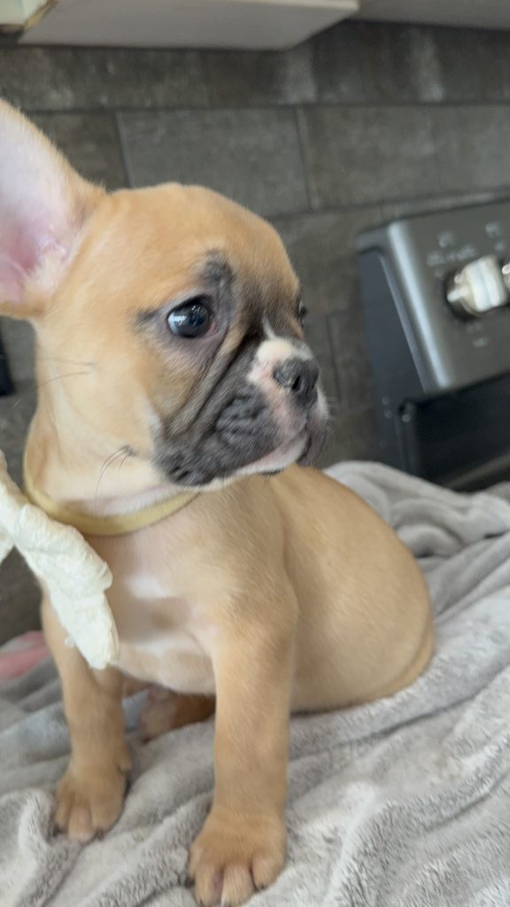 Vegas | Fawn & White French Bulldog Male | Available in July 2025