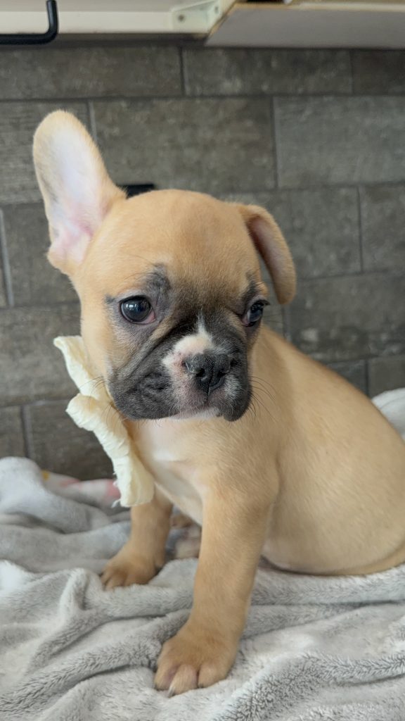 Vegas | Fawn & White French Bulldog Male | Available in July 2025