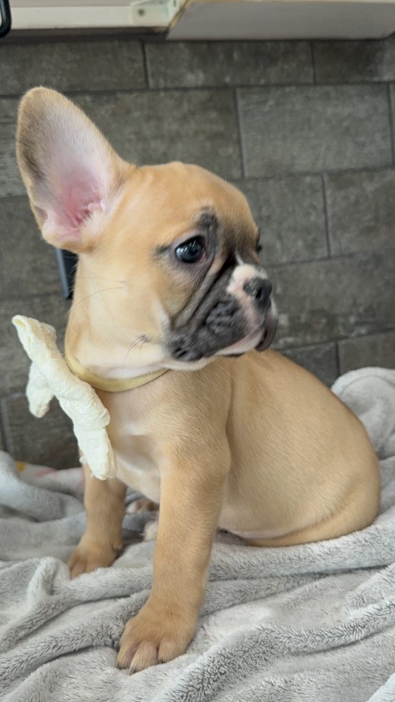 Vegas | Fawn & White French Bulldog Male | Available in July 2025