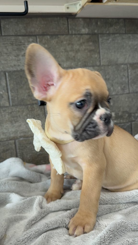 Vegas | Fawn & White French Bulldog Male | Available in July 2025