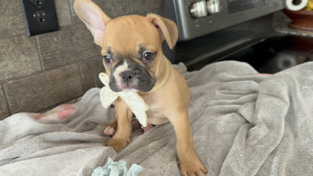 Vegas | Fawn & White French Bulldog Male | Available in July 2025