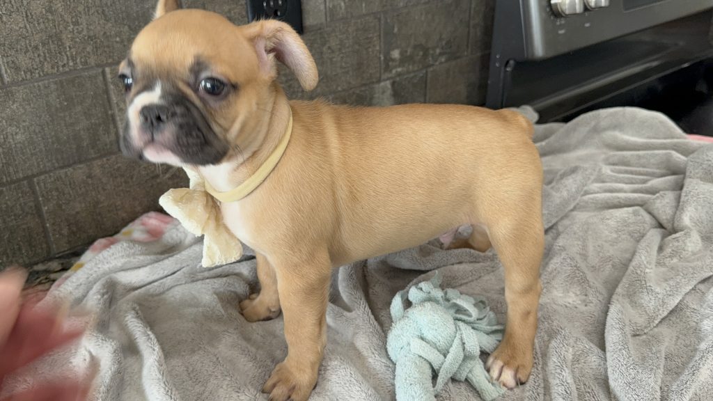 Vegas | Fawn & White French Bulldog Male | Available in July 2025