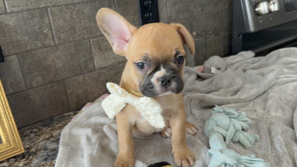 Vegas | Fawn & White French Bulldog Male | Available in July 2025