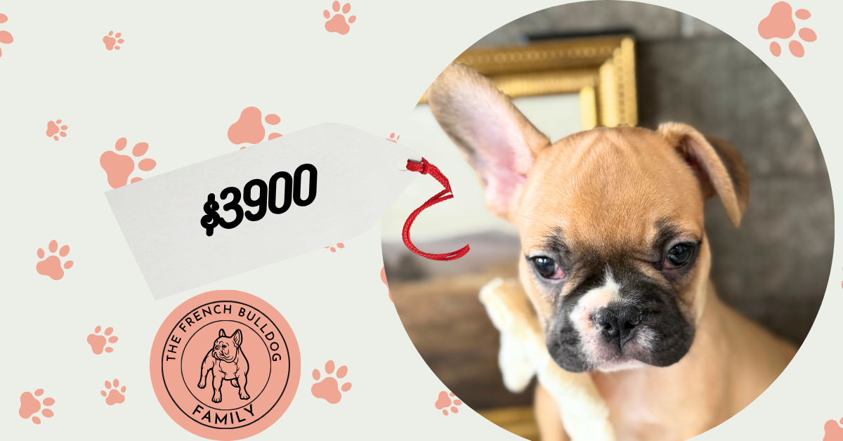 Vegas | Fawn & White French Bulldog Male | Available in July 2025