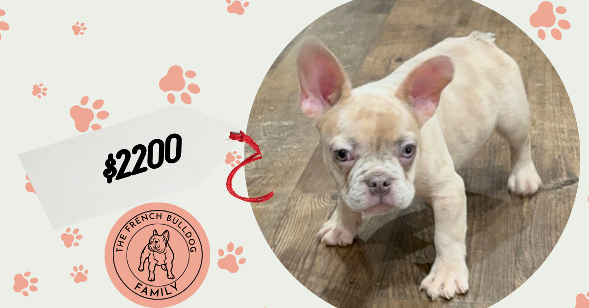 Uno | Blue Fawn Merle French Bulldog Male | Available Now