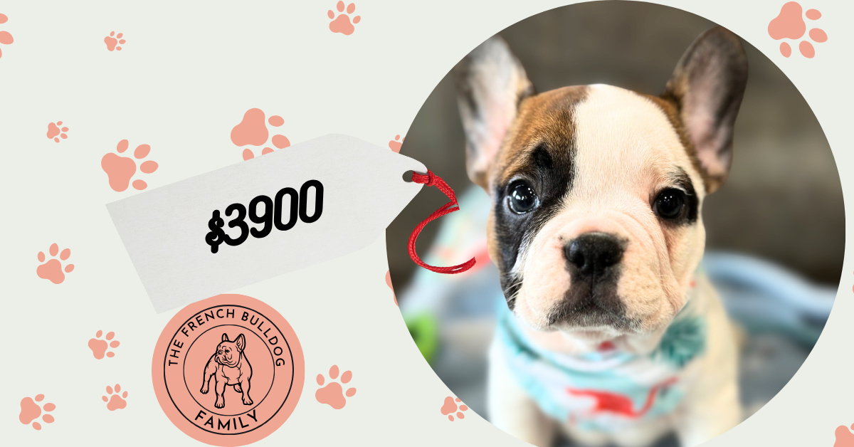 Simon | Fawn Pied French Bulldog Male | Available in July 2025