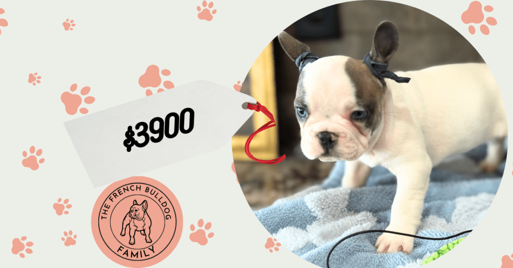 Spencer | Fawn Pied French Bulldog Male | Available in July 2025