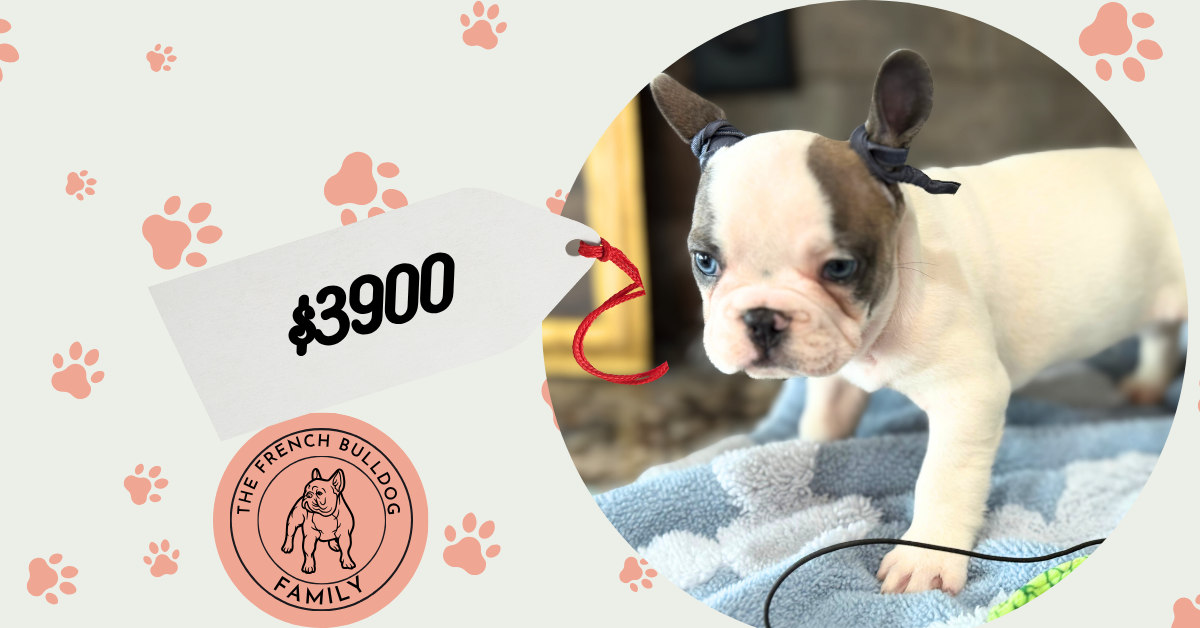 Spencer | Fawn Pied French Bulldog Male | Available in July 2025