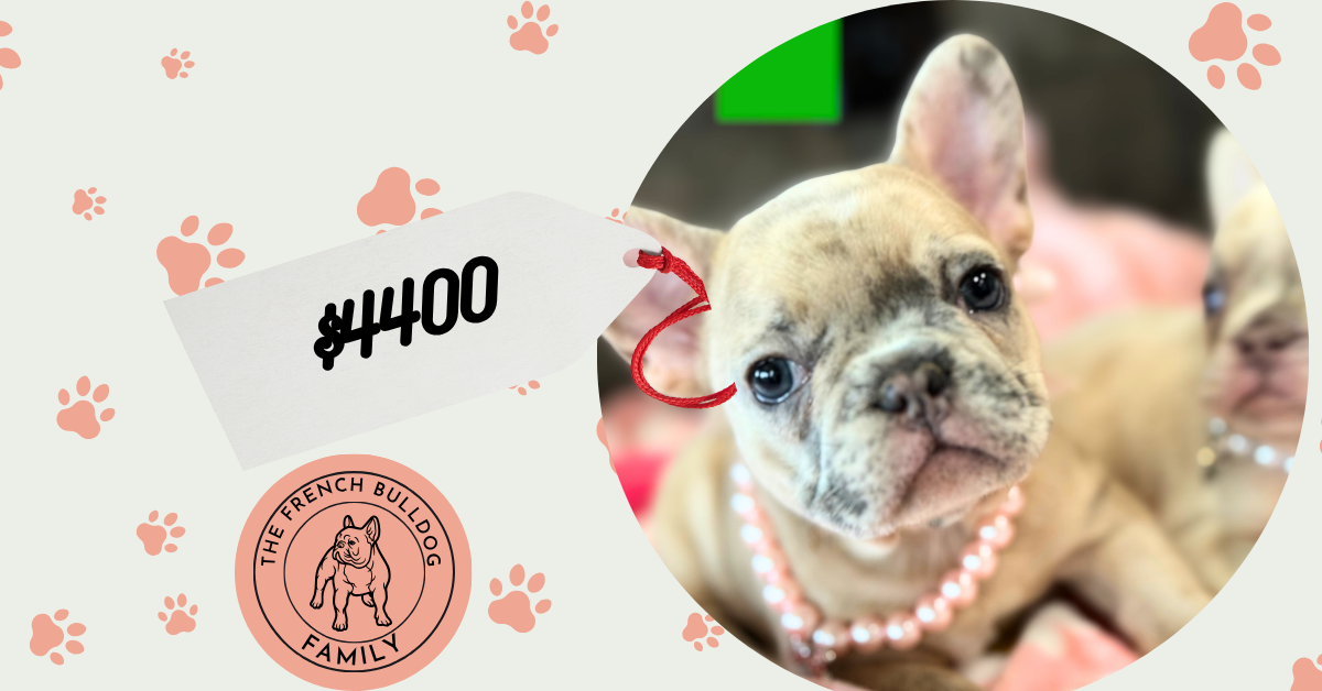 Unique | Blue Fawn Merle French Bulldog Female | Available in July 2025