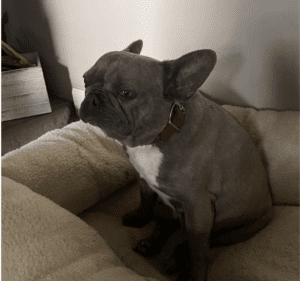 Frenchie Friday June 24th, 2022