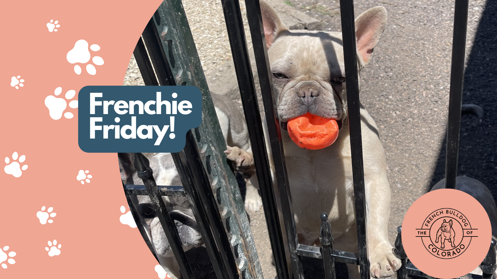 Frenchie Friday June 17th, 2022