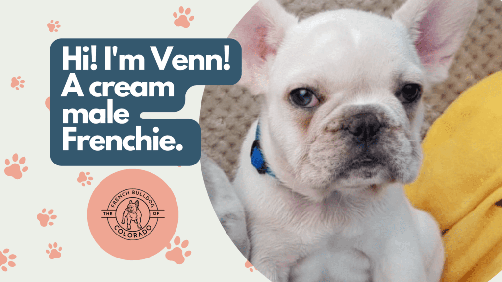 Venn Cream Male French Bulldog