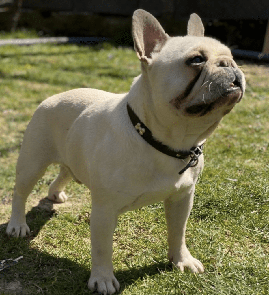 Chocolate female French Bulldog