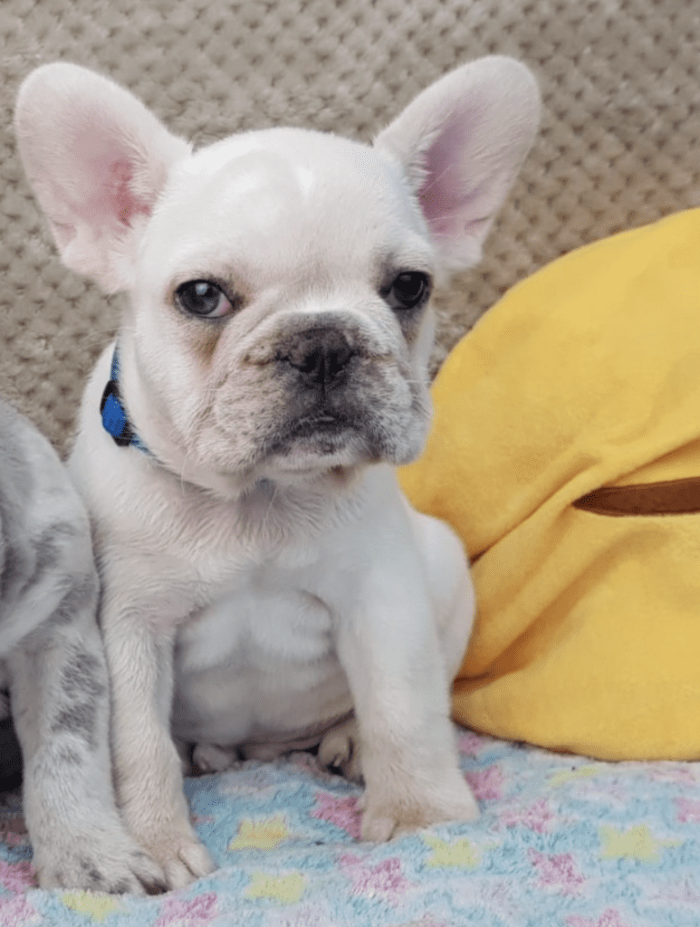 Venn Cream Male French Bulldog
