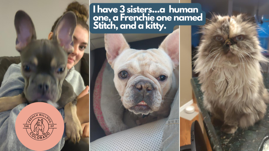 Maisey Blue and Tan French Bulldog Female