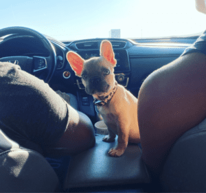 Frenchie Friday September 23rd, 2022