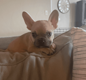 Frenchie Friday September 23rd, 2022