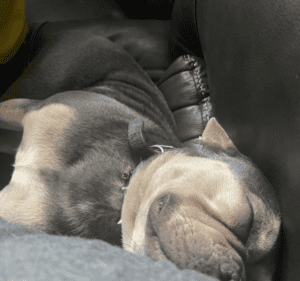 Frenchie Friday September 23rd, 2022