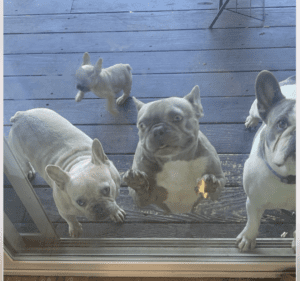 Frenchie Friday September 9th, 2022.