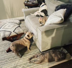 Frenchie Friday September 9th, 2022.