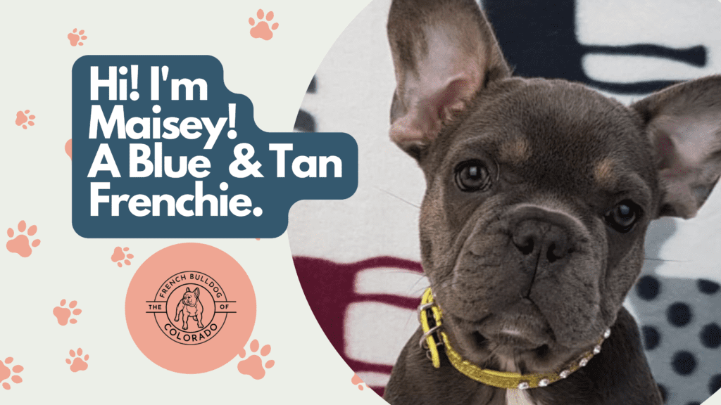 Maisey Blue and Tan French Bulldog Female
