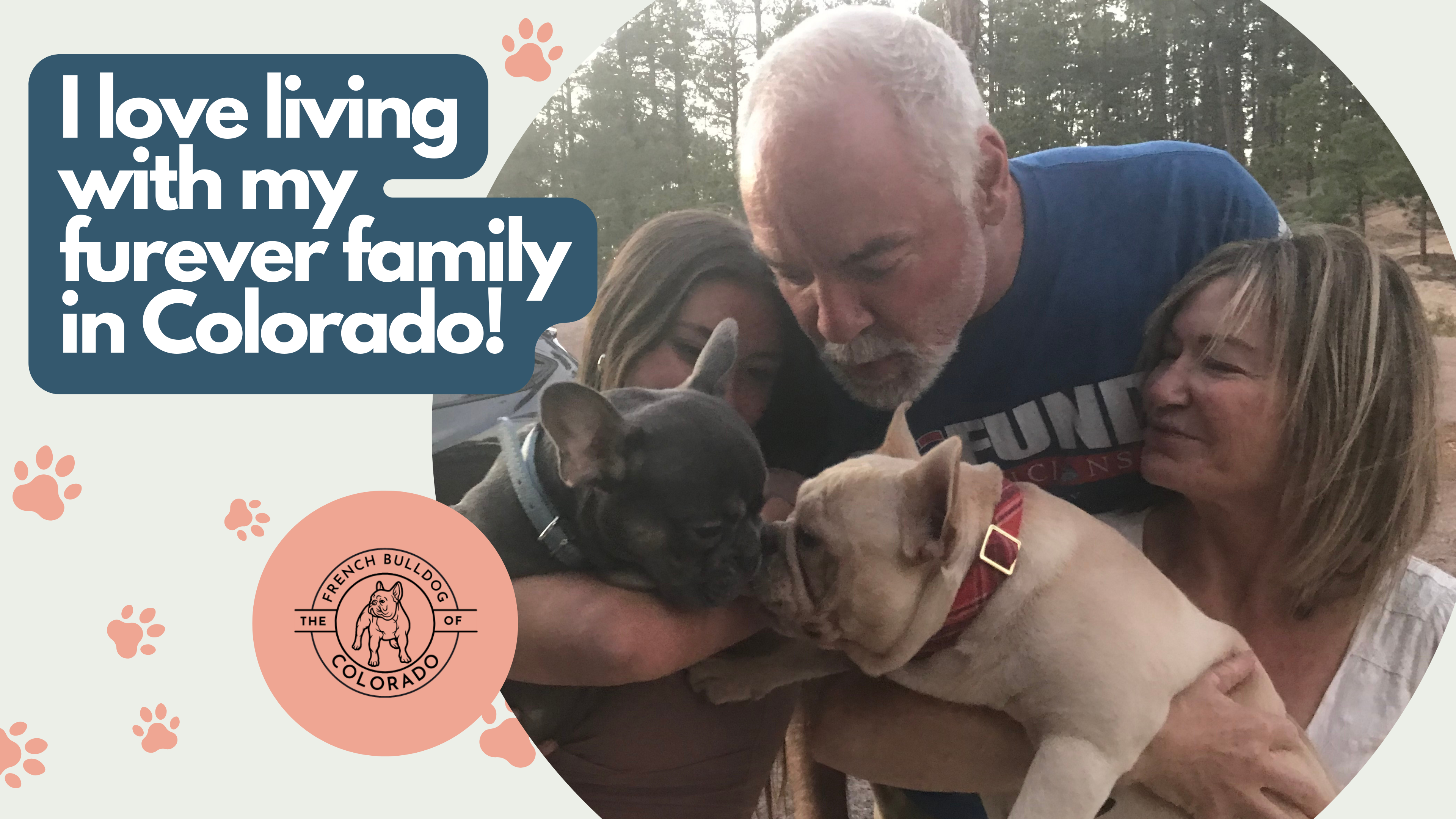 Maisey Blue and Tan French Bulldog Female