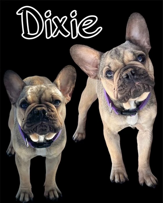 Sable and Black and Tan French Bulldog Males Litter Page: Born 9/13/22