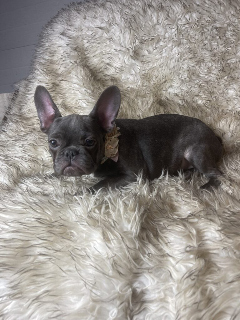 Miso Blue French Bulldog Female