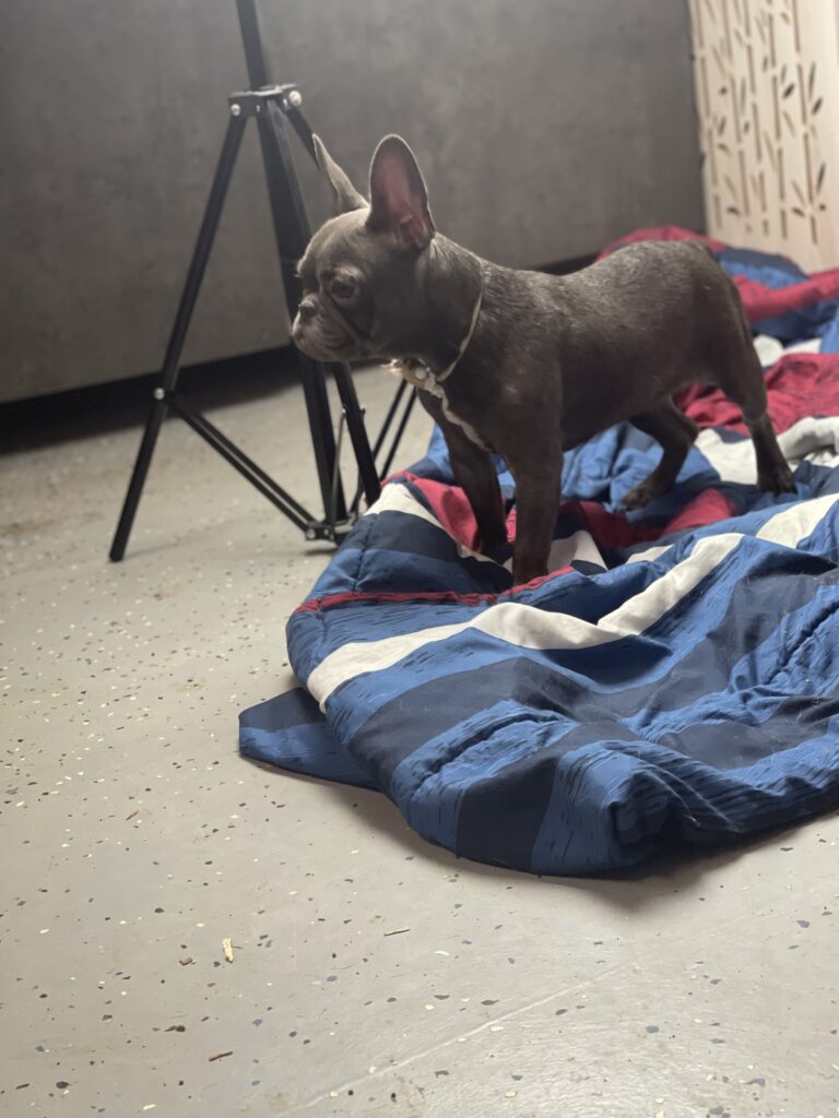 Miso Blue French Bulldog Female