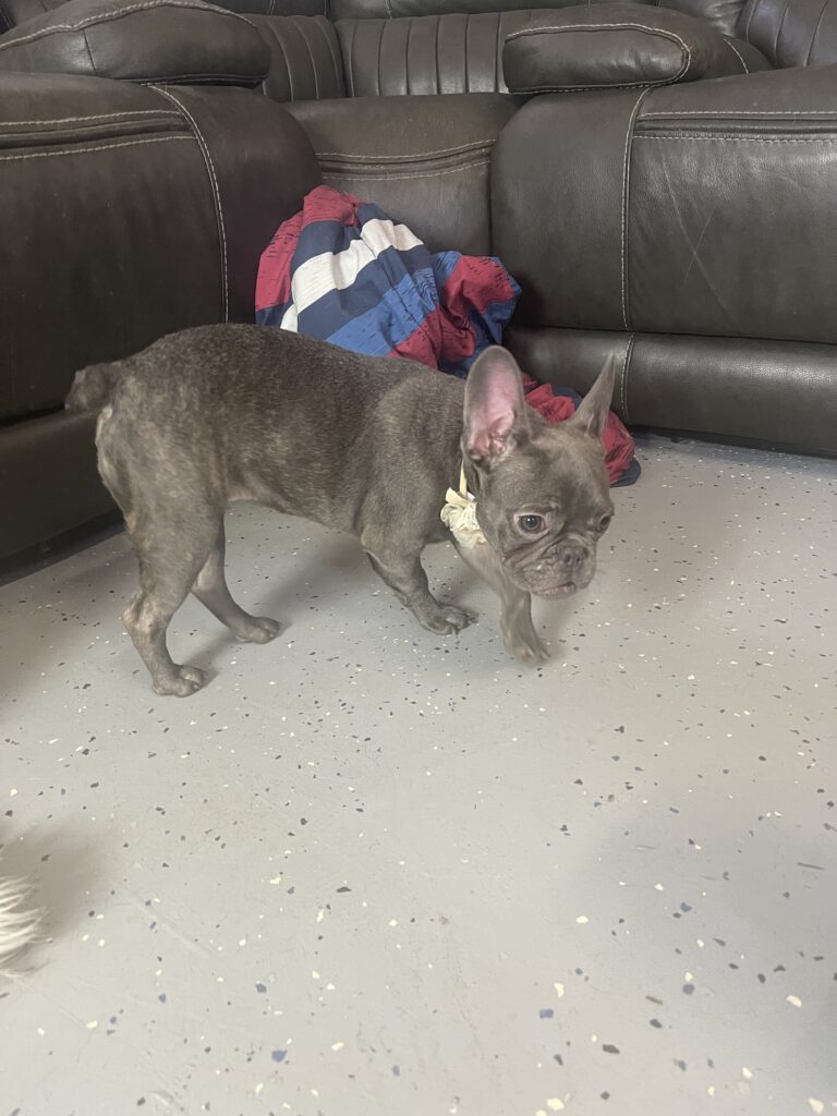 Miso Blue French Bulldog Female