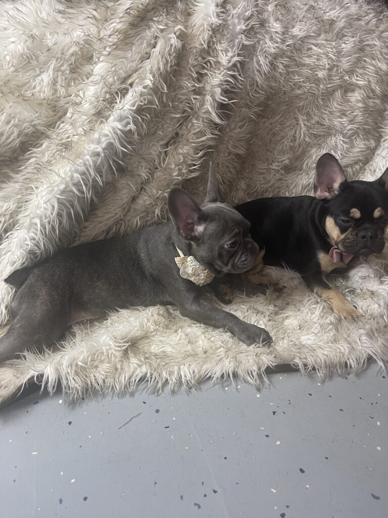 Miso Blue French Bulldog Female