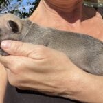 Sable and Black and Tan French Bulldog Males Litter Page: Born 9/13/22