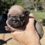 Sable and Black and Tan French Bulldog Males Litter Page: Born 9/13/22