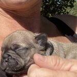 Sable and Black and Tan French Bulldog Males Litter Page: Born 9/13/22