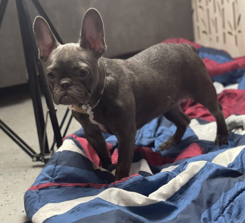 Miso Blue French Bulldog Female