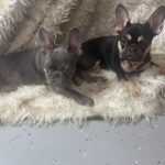 Miso Blue French Bulldog Female
