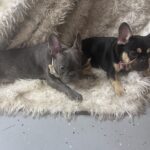 Miso Blue French Bulldog Female