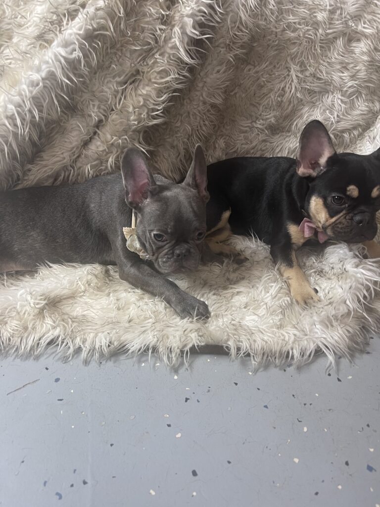 Miso Blue French Bulldog Female