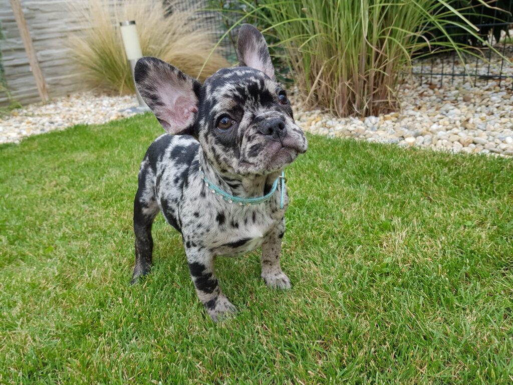 Black French Bulldogs