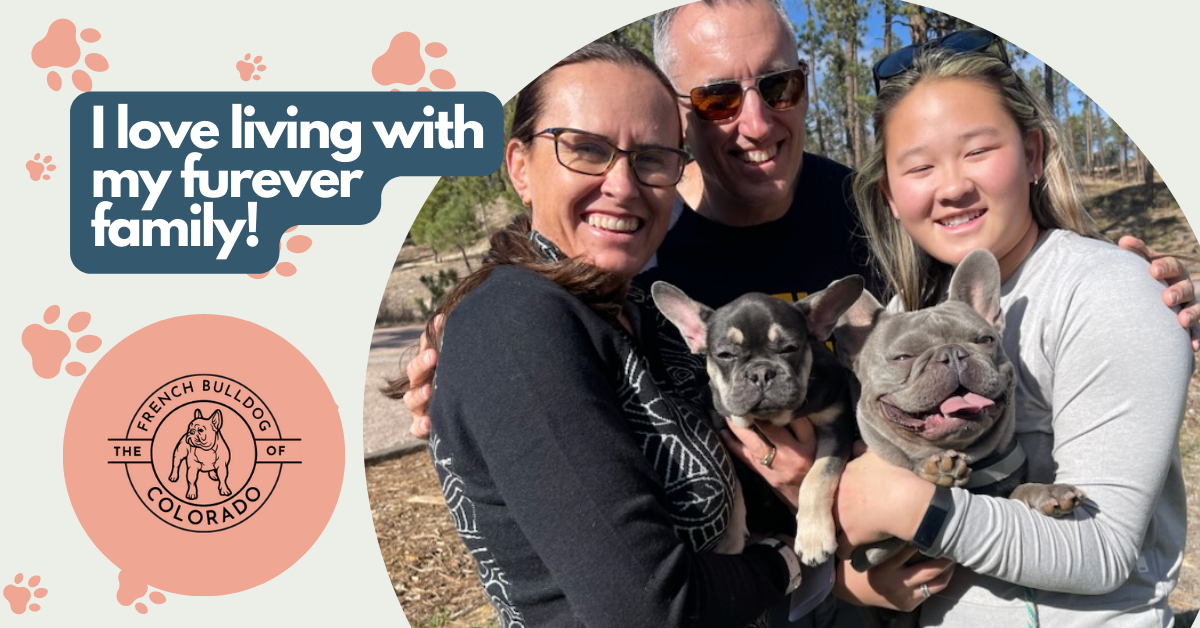 Abba Black and Tan French Bulldog Female