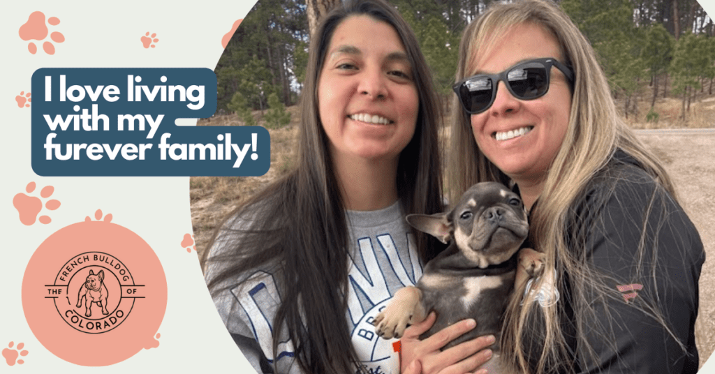 Angel Blue and Tan French Bulldog Female