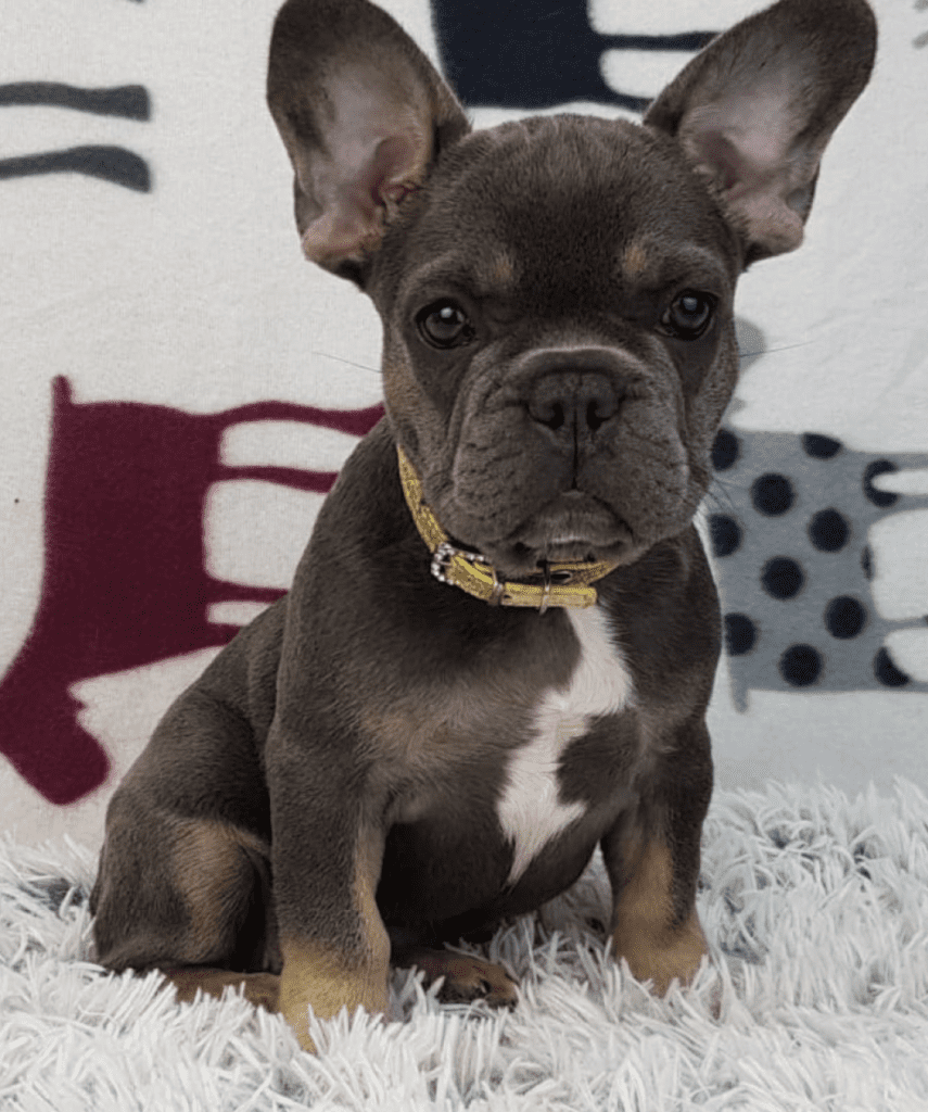 Maisey Blue and Tan French Bulldog Female