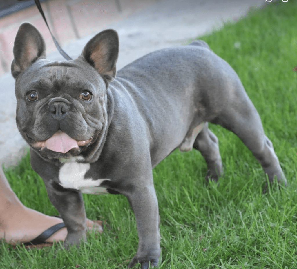 Maisey Blue and Tan French Bulldog Female