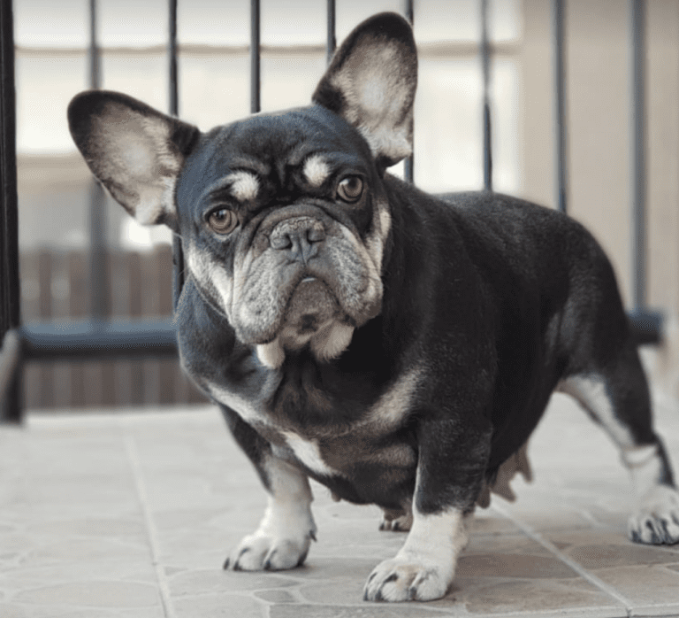 Maisey Blue and Tan French Bulldog Female