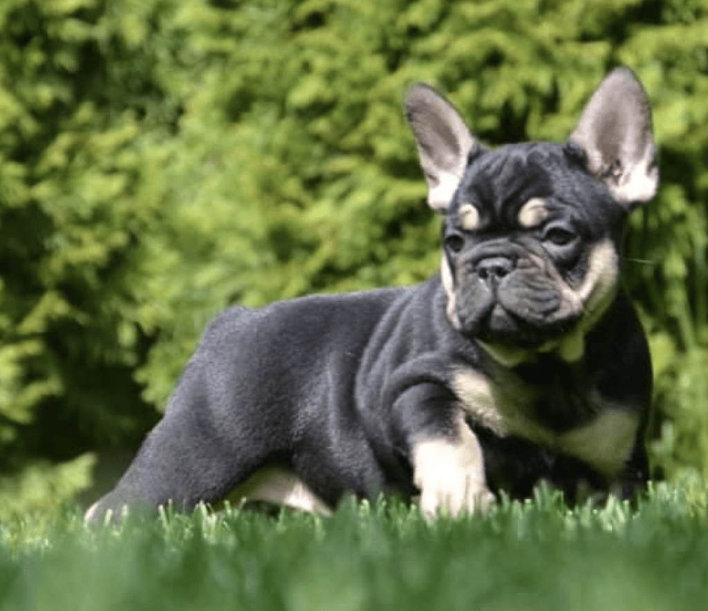 Black French Bulldogs