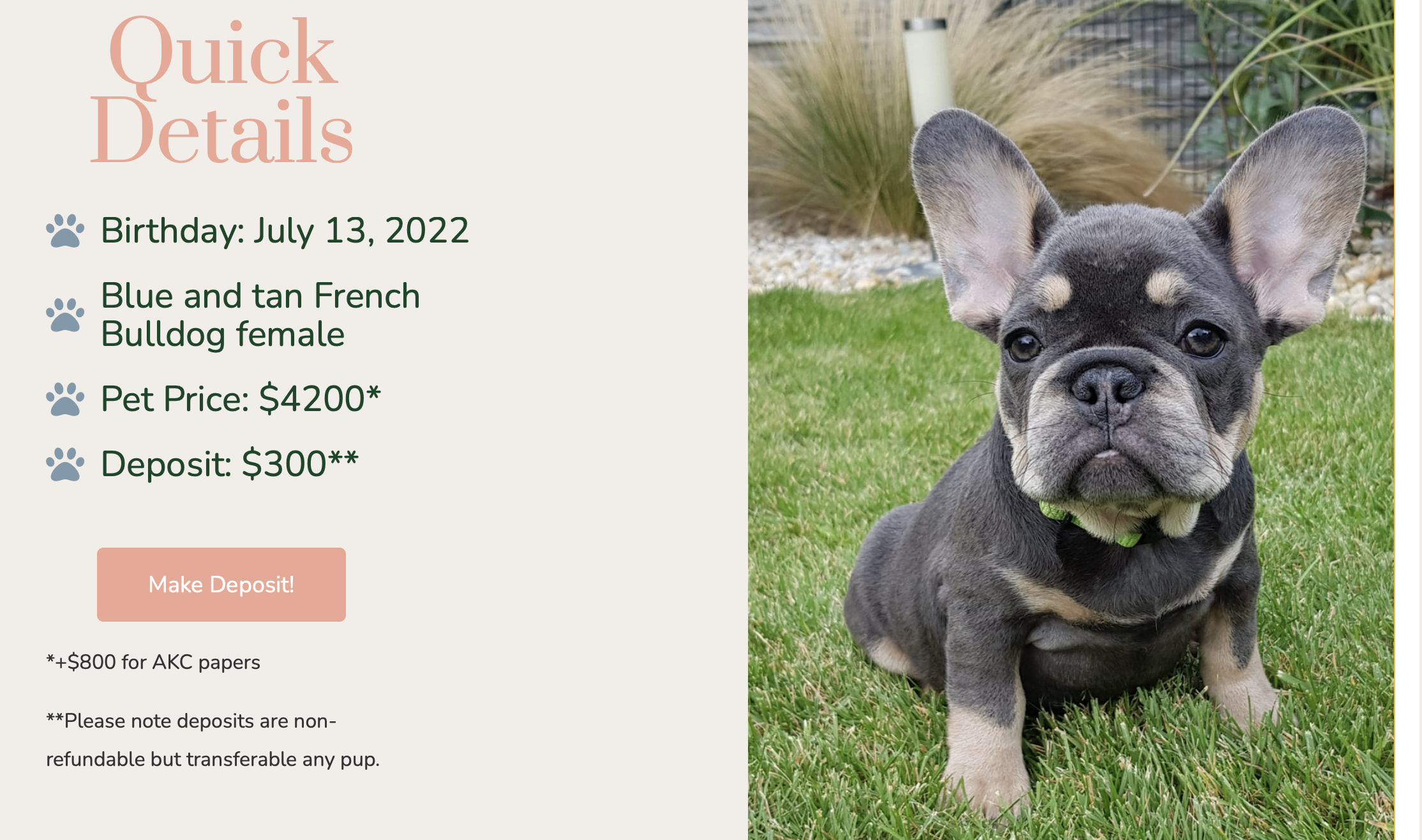 Allie Black and Tan French Bulldog Female