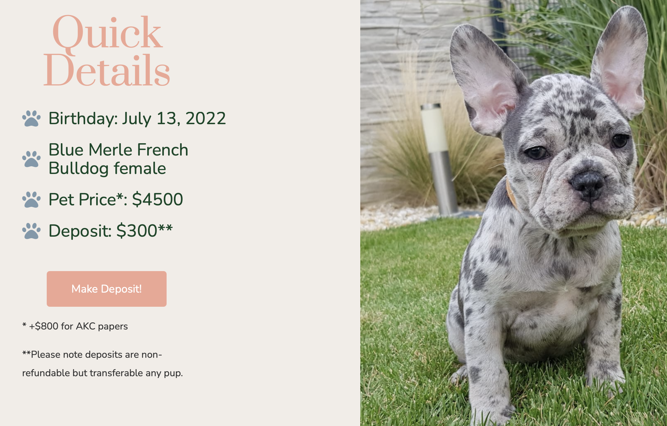 Aspen Blue Merle French Bulldog Female