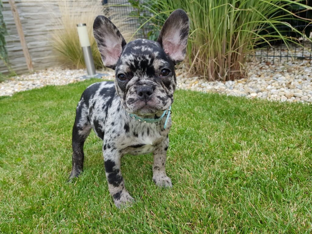 Ava Black Merle French Bulldog Female