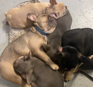 Frenchie Friday October 21st, 2022