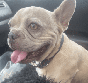 Frenchie Friday October 7th, 2022